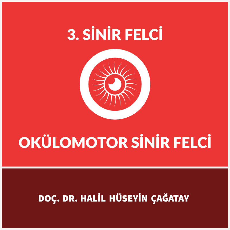 3. Sinir Felci